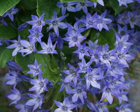 Foto van Brodiaea ‘Koningin Fabiola’