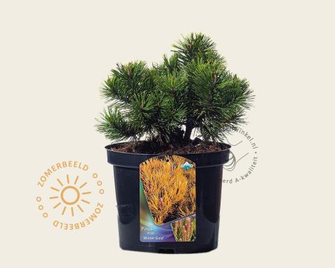 Foto van Bergden ‘Winter Gold’