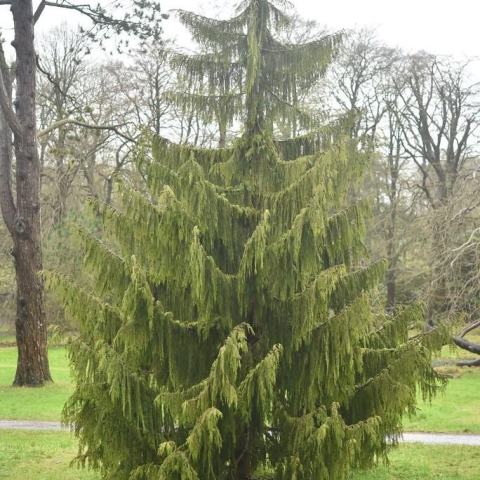 Foto van Callitropsis 'Pendula'