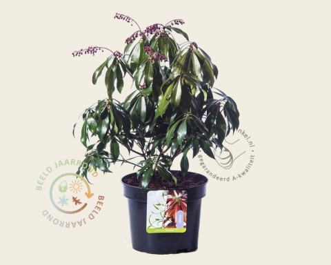 Foto van Rotsheide ‘Katsura’