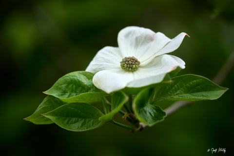 Foto van Grootbloemige kornoelje