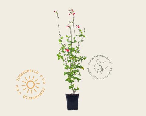Foto van Bossalie of salie ‘Hot Lips’