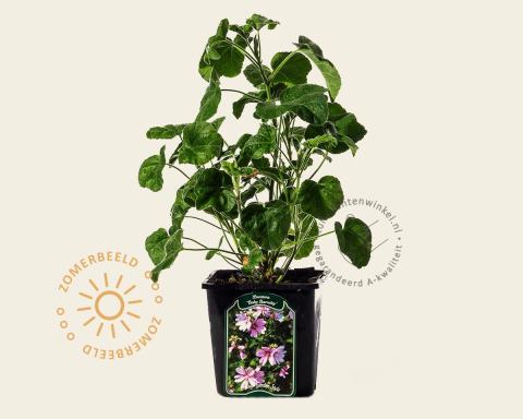 Foto van Struikmalva ‘Barnsley Baby’