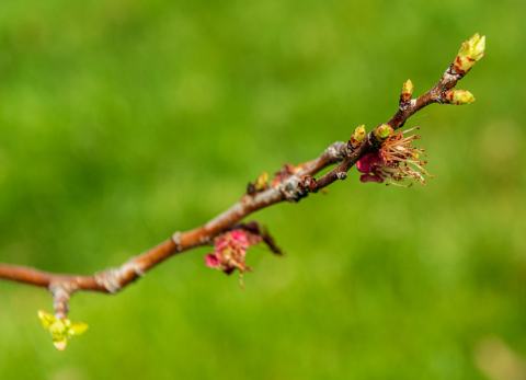 Foto van Prunus 'onbeken'