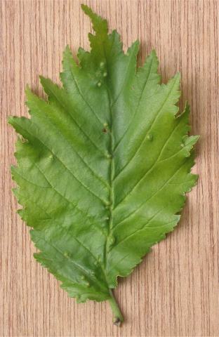 Foto van Ulmus 'Wredei'