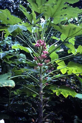 Foto van Bergpapaya