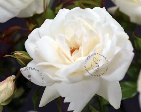 Foto van Grootbloemige trosroos ‘Helga’