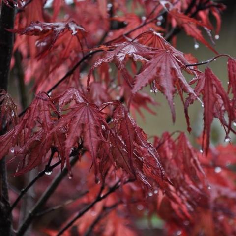 Foto van Acer 'Purple Ghost'