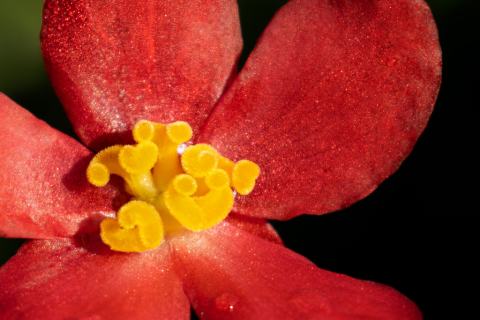 Foto van Waterbegonia