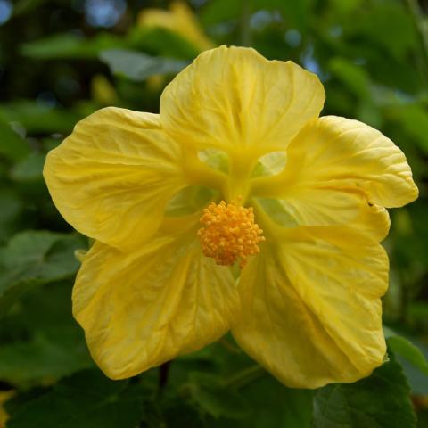 Foto van Abutilon 'Moonchimes'