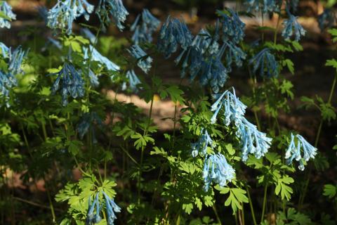 Foto van Blauwe helmbloem