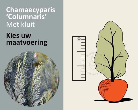 Foto van Lawsoncipres ‘Columnaris’