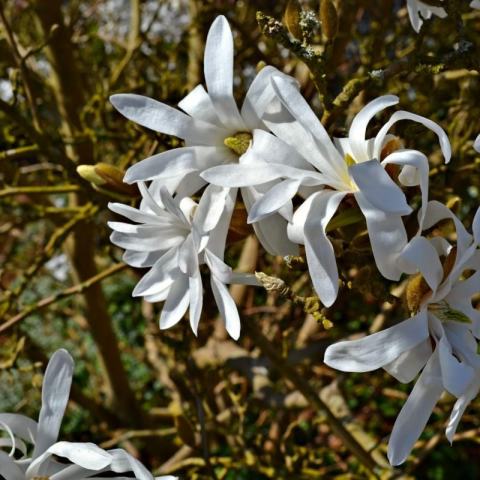 Foto van Magnolia 'Wada's Memory'
