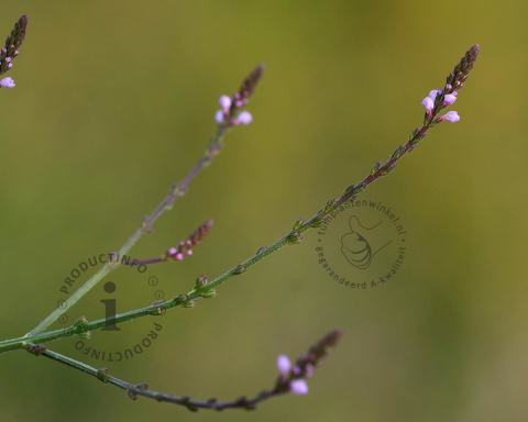 Foto van IJzerhard ‘Bampton’