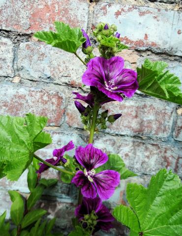 Foto van Boommalva