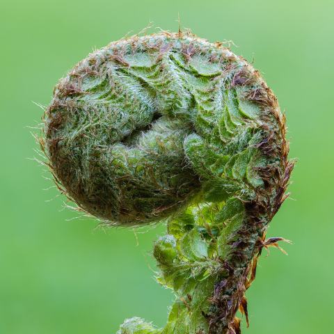 Foto van Polystichum 'Herrenhausen'