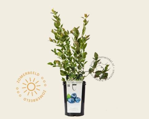 Foto van Hoge bosbes ‘Bluegold’
