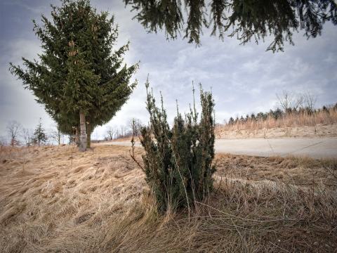 Foto van Kruisingstaxus ‘Hicksii’