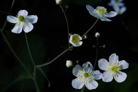 Foto van Plataanbladige boterbloem