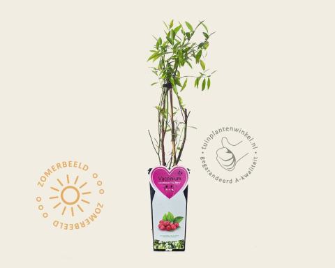 Foto van Roze blauwe bes ‘Pink Berry’