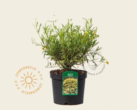 Foto van Hertshooi ‘Buttercup’