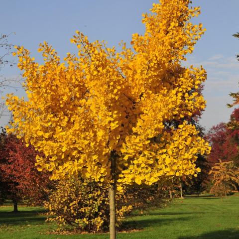 Foto van Ginkgo 'Autumn Gold'