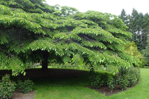 Foto van Ulmus 'Horizontalis'