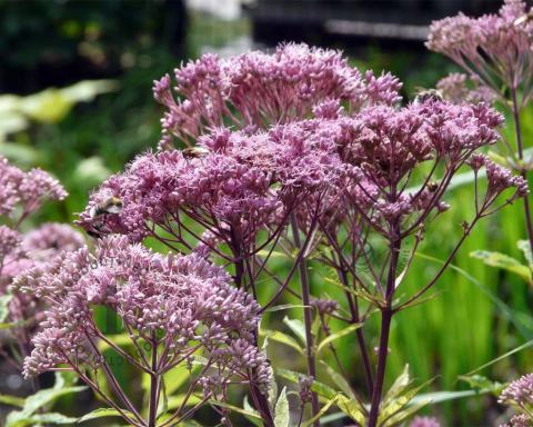 Foto van Leverkruid ‘Atropurpureum’