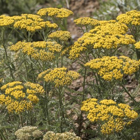 Foto van Achillea 'Anblo'