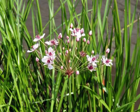 Foto van Zwanenbloem ‘Schneeweisschen’