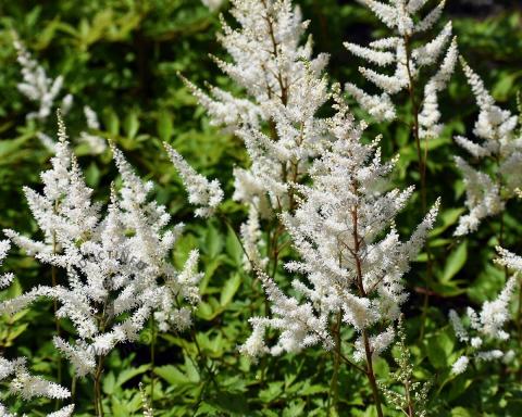 Foto van Pluimspirea ‘Deutschland’