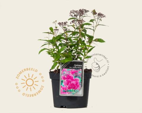 Foto van Spirea ‘Anthony Waterer’