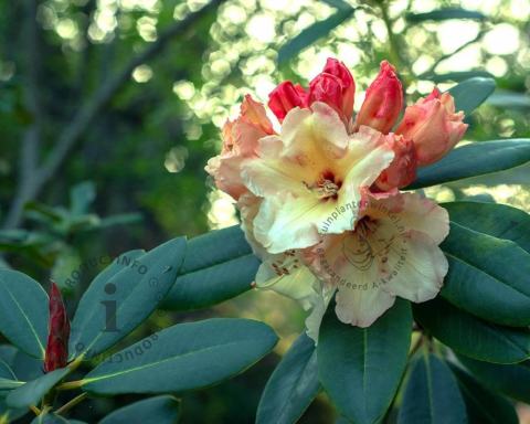 Foto van Rododendron ‘Horizon Monarch’