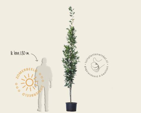 Foto van Moeraseik ‘Green Pillar’