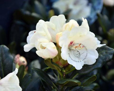 Foto van Rododendron ‘Flava’