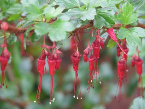 Foto van Fuchsiakruisbes