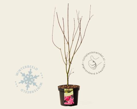 Foto van Japanse esdoorn ‘Skeeter's Broom’