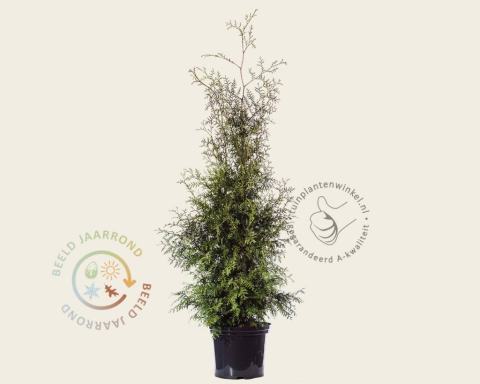 Foto van Westerse levensboom ‘Brabant’