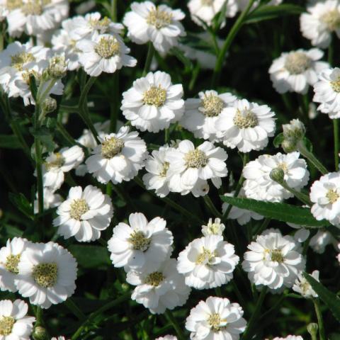 Foto van Achillea 'gypsy white'