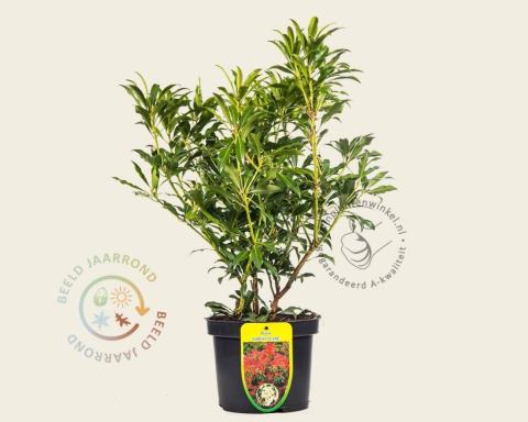 Foto van Rotsheide ‘Forest Flame’