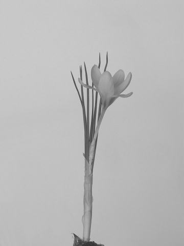 Foto van Vroege krokus