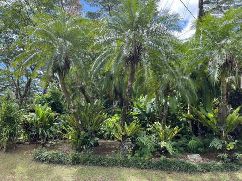 Foto van Dwergdadelpalm