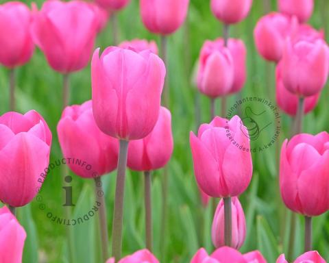 Foto van Tulp ‘Don Quichotte’
