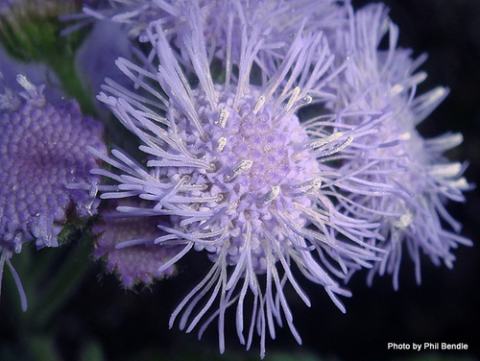 Foto van Ageratum