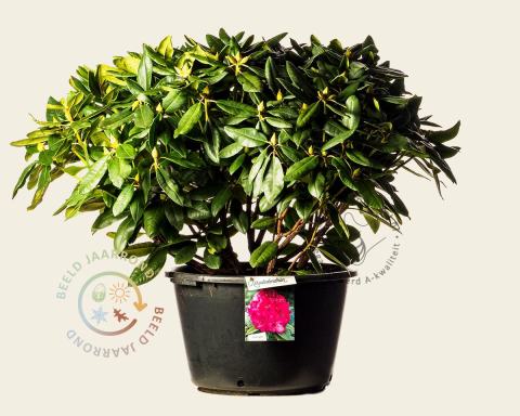Foto van Rododendron ‘American Beauty’