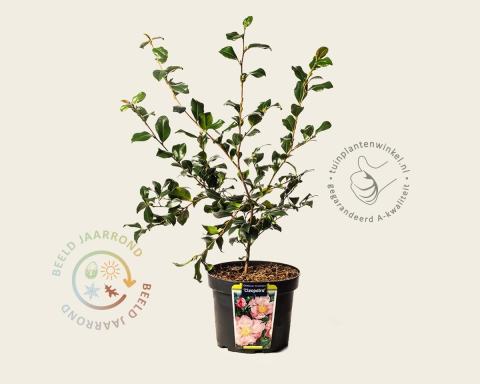 Foto van Herfstbloeiende camelia ‘Cleopatra’