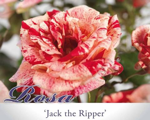 Foto van Trosroos ‘Jack the Ripper’