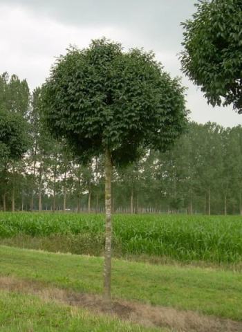 Foto van Fraxinus 'Mecsek'