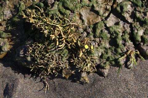 Foto van Goudknopje