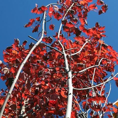 Foto van Acer 'Brandywine'